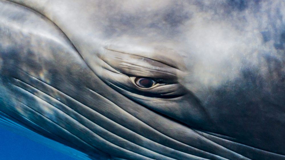 Minkies Lighthouse bommie-84-23