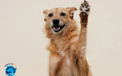 Vote for your Eco Hero!