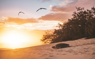 365 Days on Heron Island