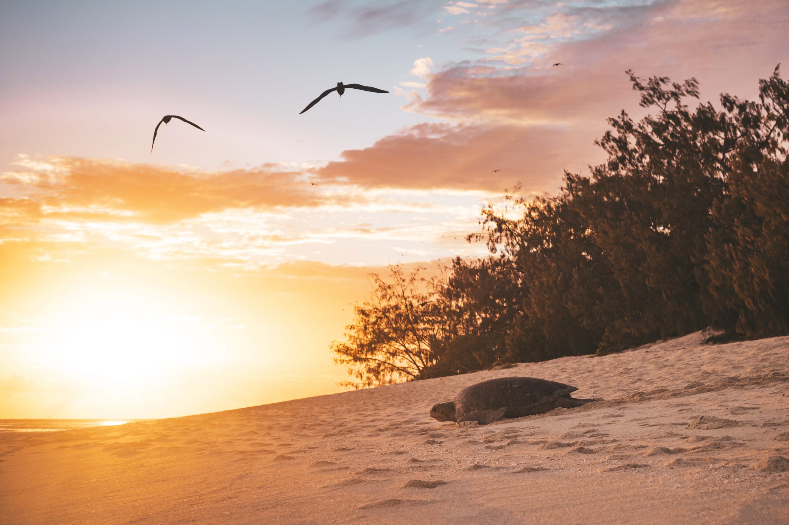 Heron Island_James Vodicka_Turtle Land