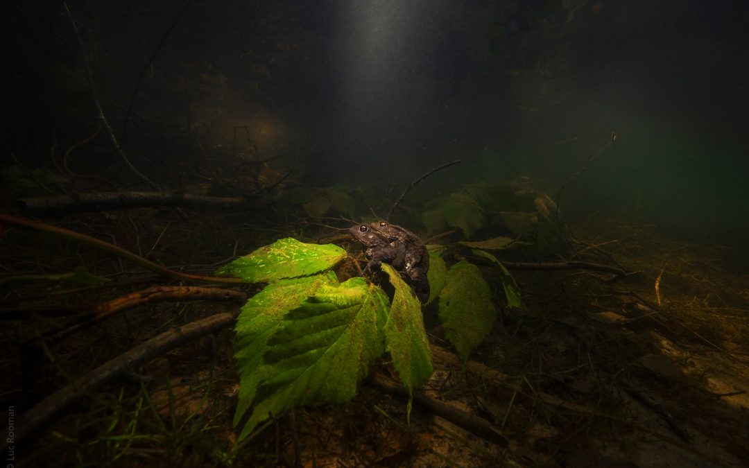 Underwater Characters Winner, Guru Awards 2021