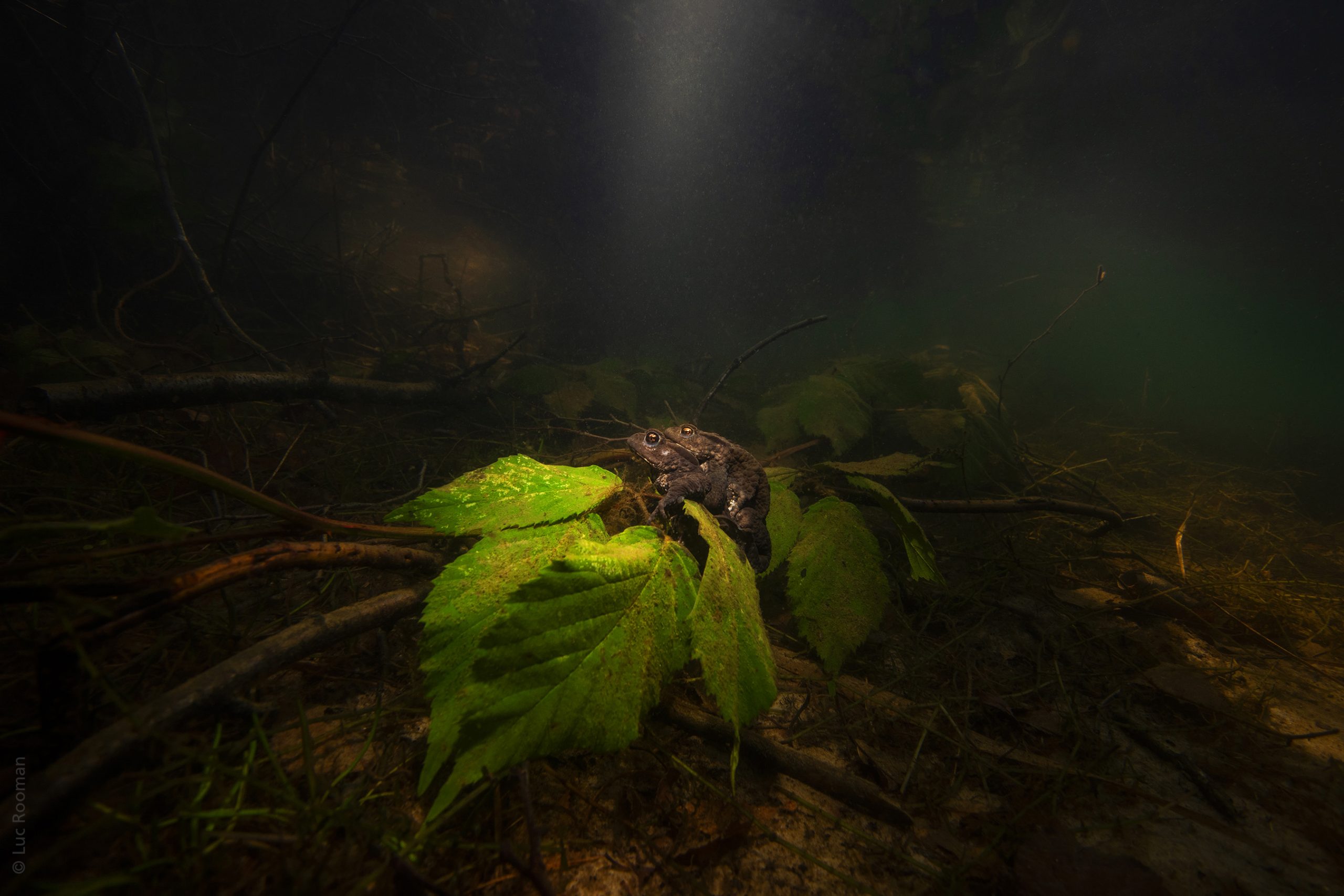 LUC_ROOMAN_UWCharacters