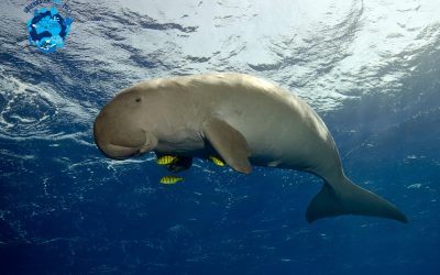 The Dugong Detective