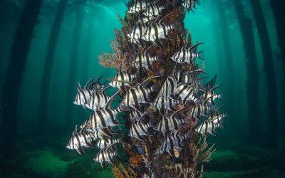 The Guru Grand Award Winner, 2021