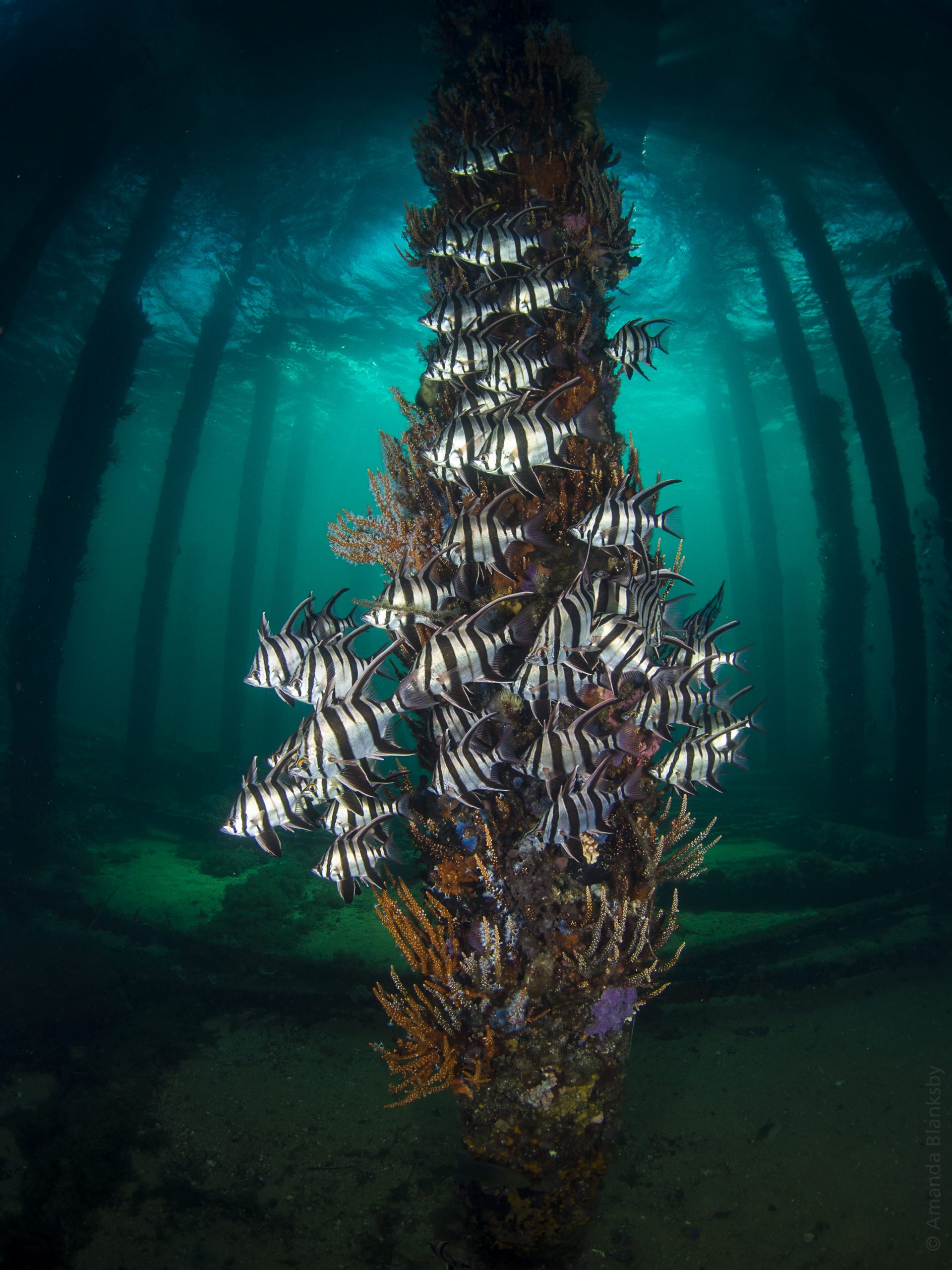 AMANDA_BLANKSBY_GuruGrand_UWS