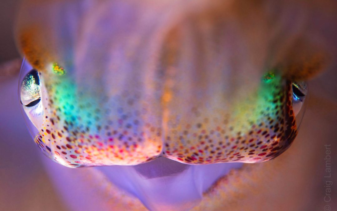 People’s Choice Winner, Guru Awards 2021