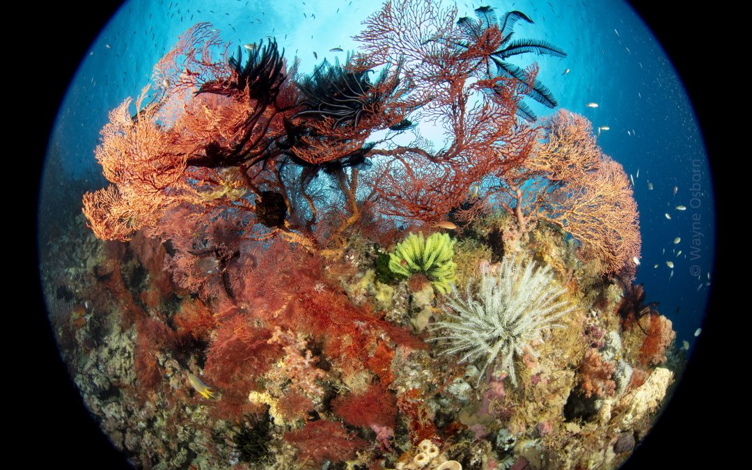 The Underwater Scenes Winner, Guru Awards 2021